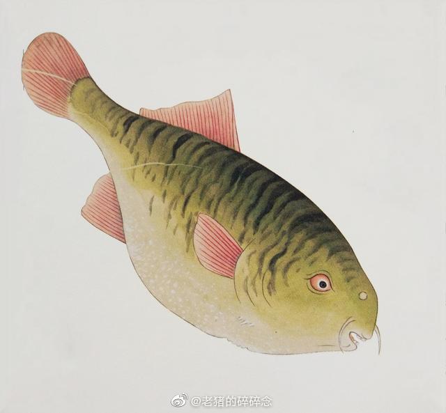 海错图是清朝康熙年间由画家聂璜绘制的一组图谱