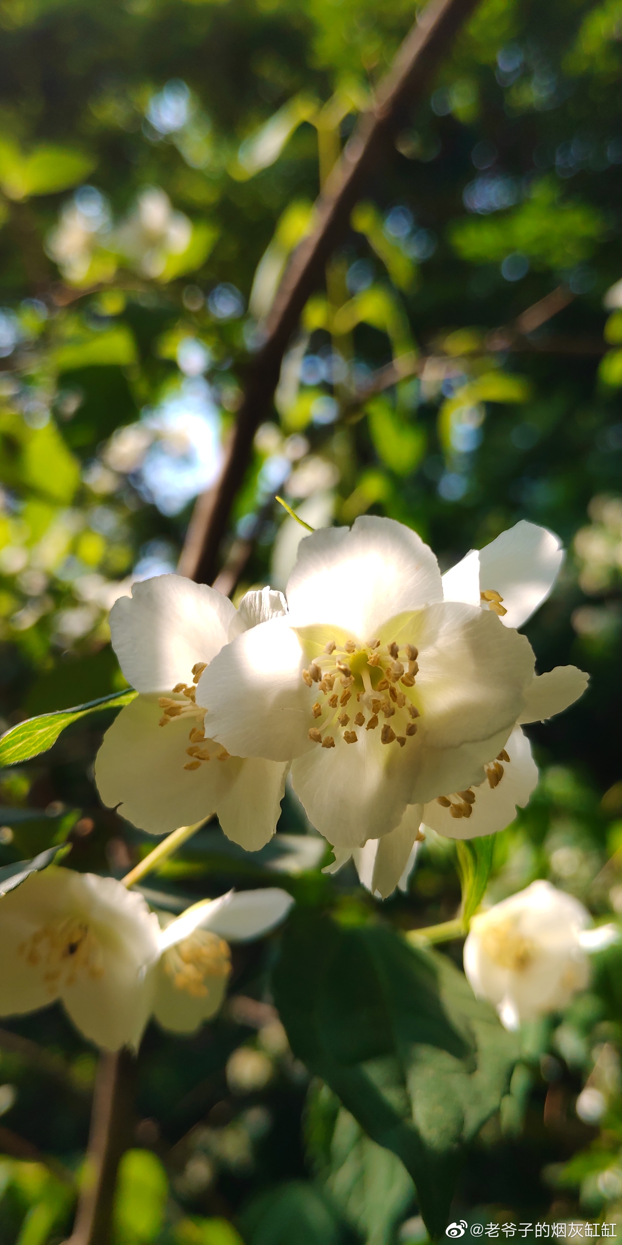 东北山梅花,悄然进入盛花期
