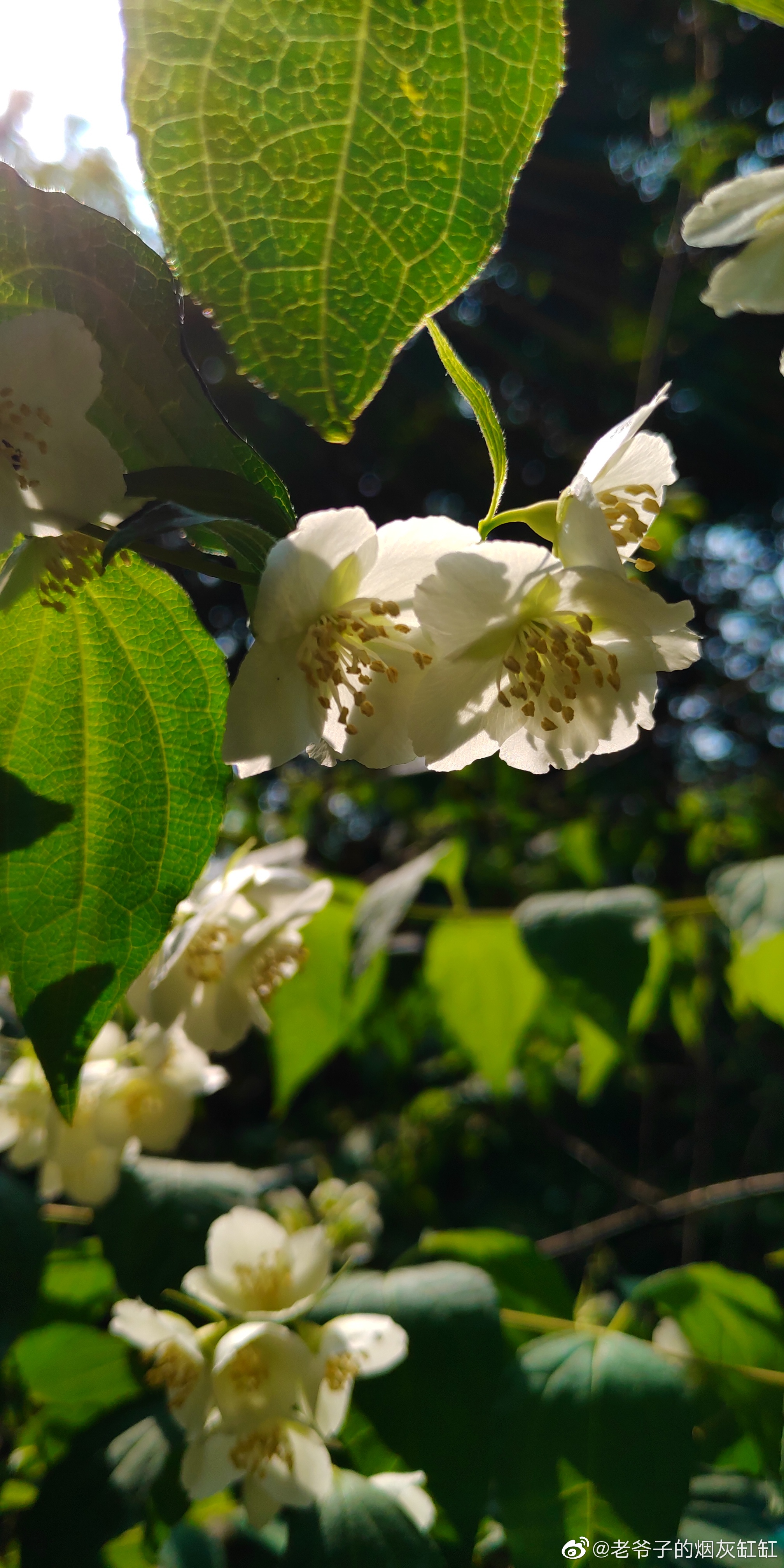东北山梅花,悄然进入盛花期