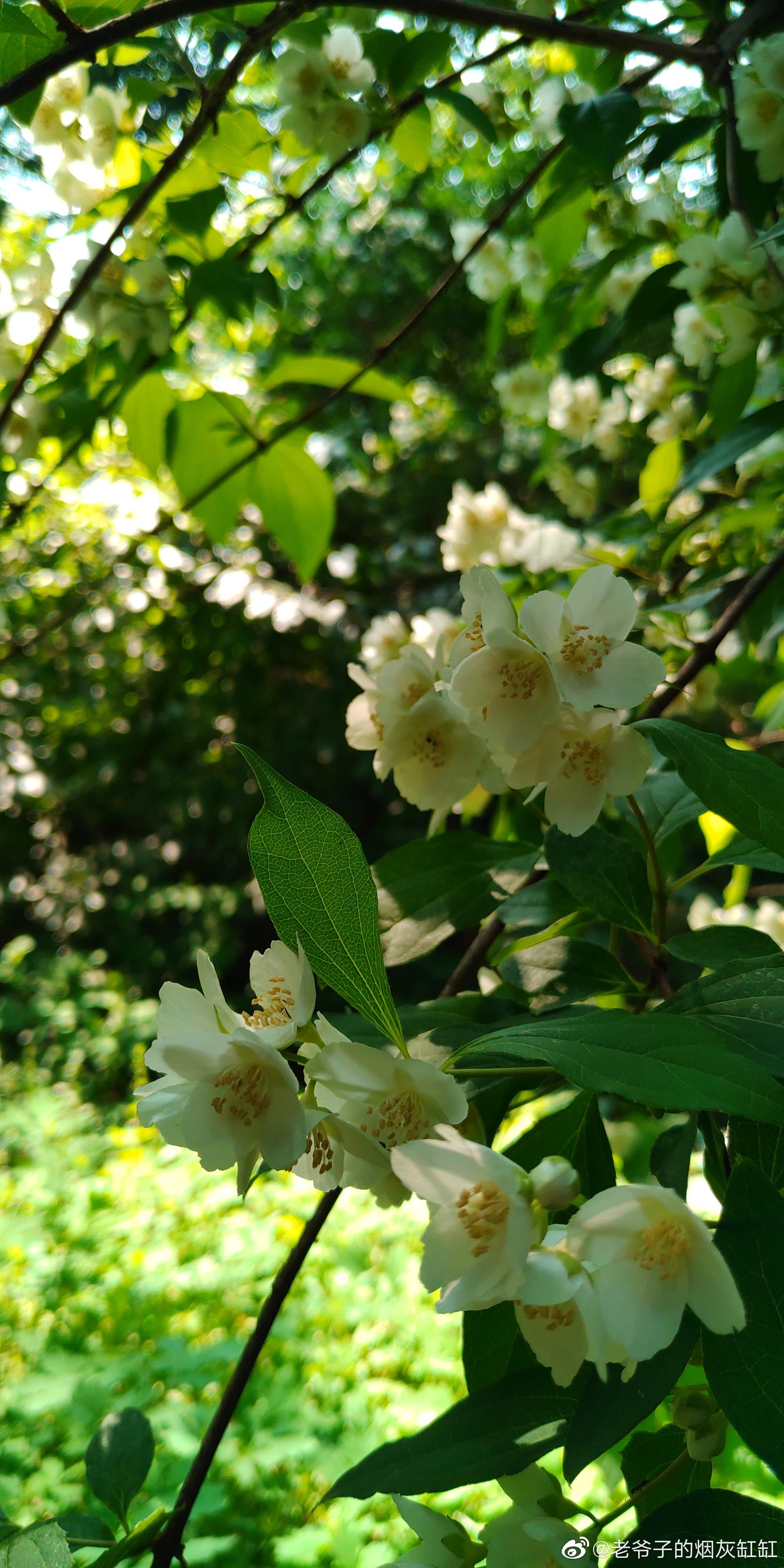 东北山梅花,悄然进入盛花期