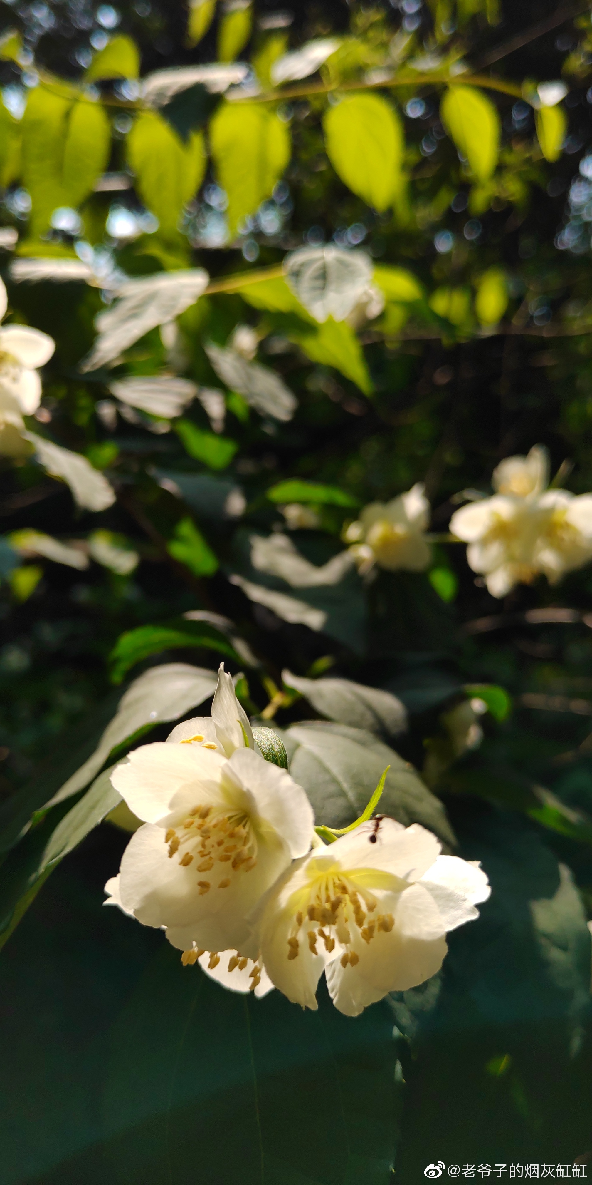 东北山梅花,悄然进入盛花期