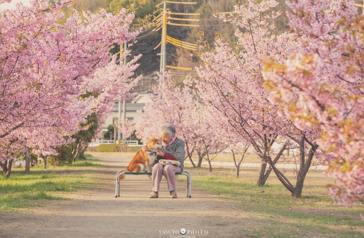 又是一年樱花季,摄影师yasuto今年又带着奶奶和柴犬去赏樱了