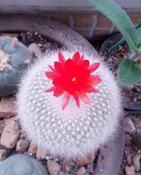 爷爷家的仙人球,一养就是10年,全身长满白毛自带萌感