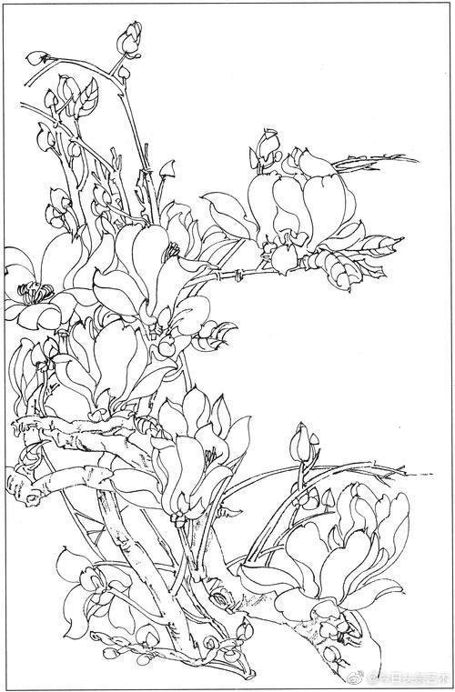 国画玉兰白描线稿