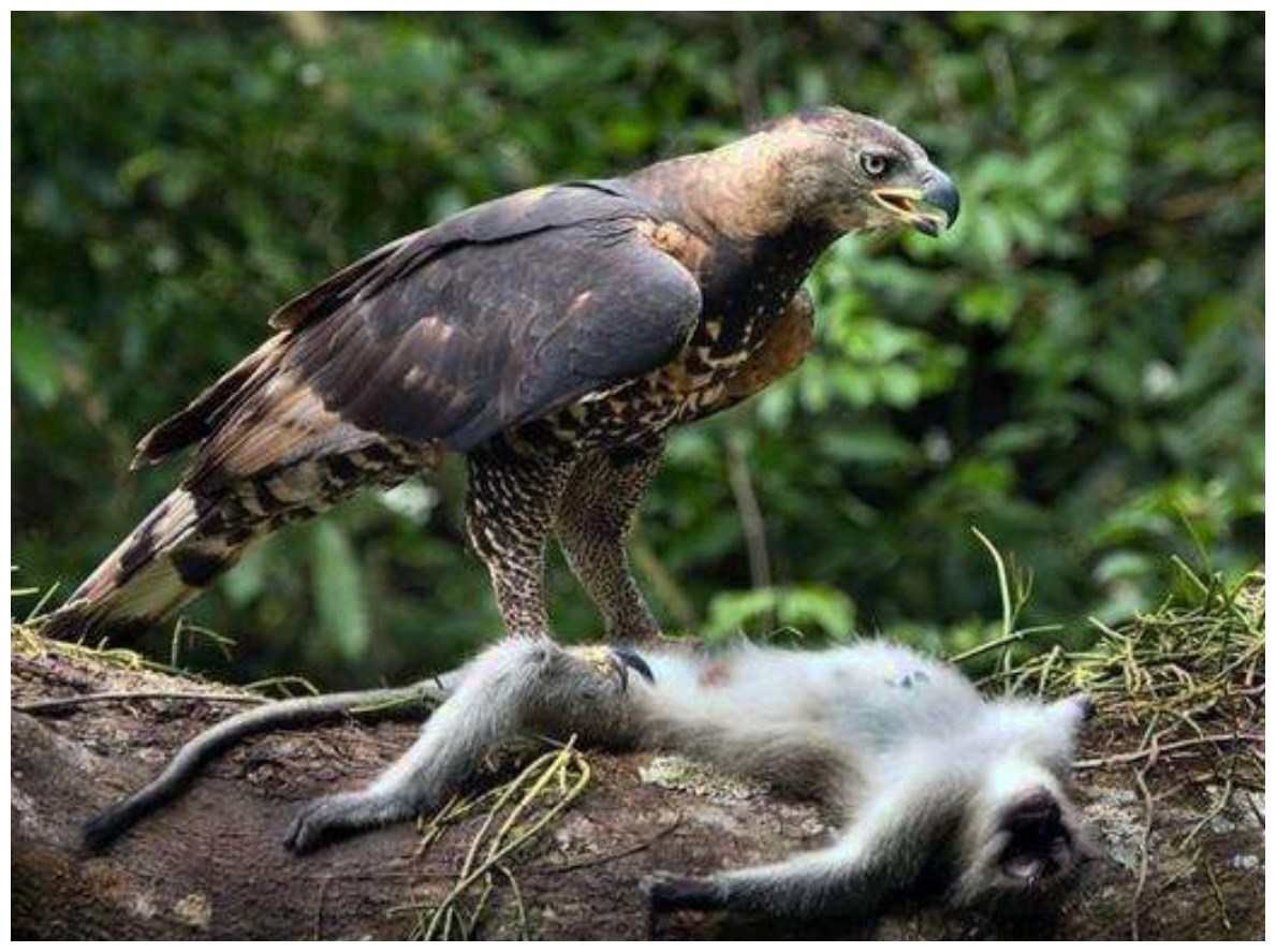 食猴鹰爱吃猴子活得就像江洋大盗得手后撤得比谁都快