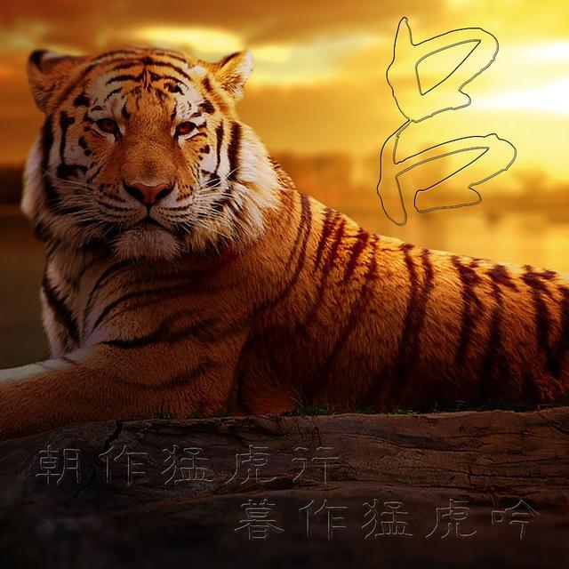 虎主题微信头像 朝作猛虎行 暮作猛虎吟 老虎霸气背景图