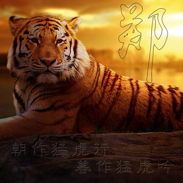 虎主题微信头像 朝作猛虎行 暮作猛虎吟 老虎霸气背景图