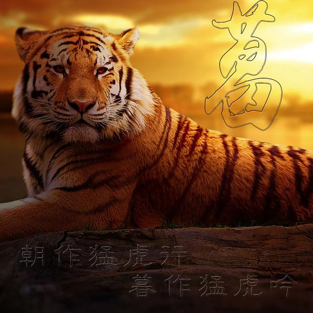 虎主题微信头像 朝作猛虎行 暮作猛虎吟 老虎霸气背景图