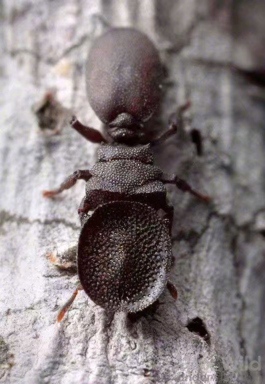 龟蚁是一种生活在树上的蚂蚁,它们进化出了锅盖状的头部