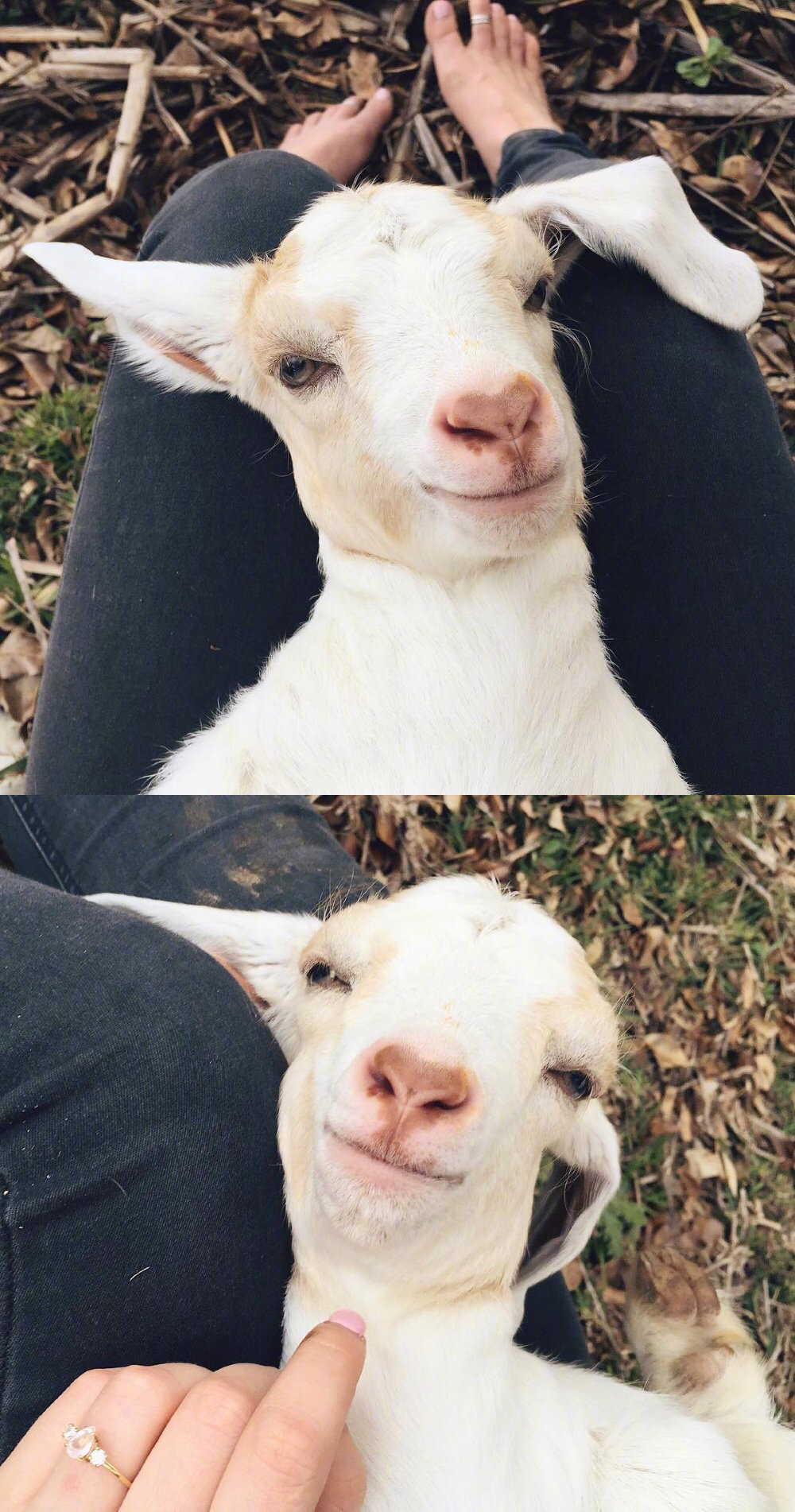 宠物羊好可爱丫insitsagoatlife