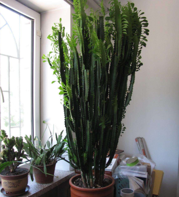 而且还是一种肉质植物,从而在平时一个月不浇水的情况下,也能够让龙骨