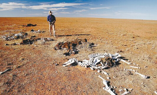 未来几十年将有40%左右物种灭绝,其灭绝速度远高于我们的想象