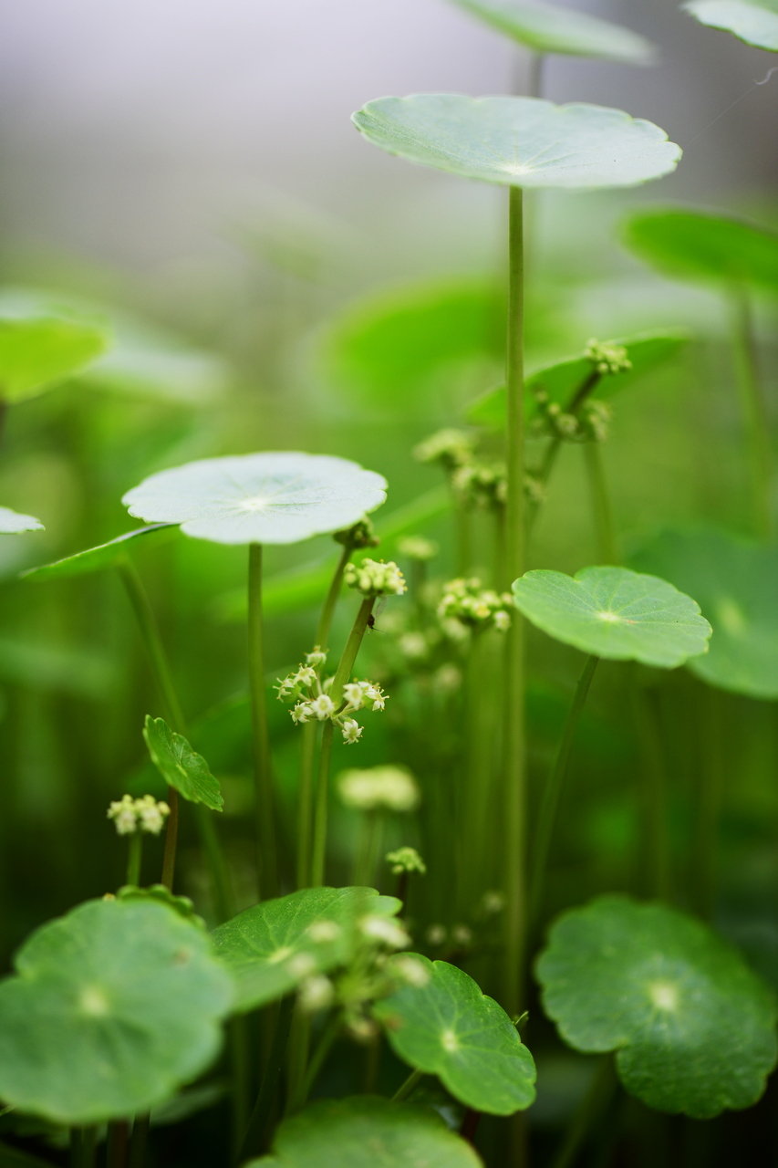 铜钱草香菇菜开花见过没