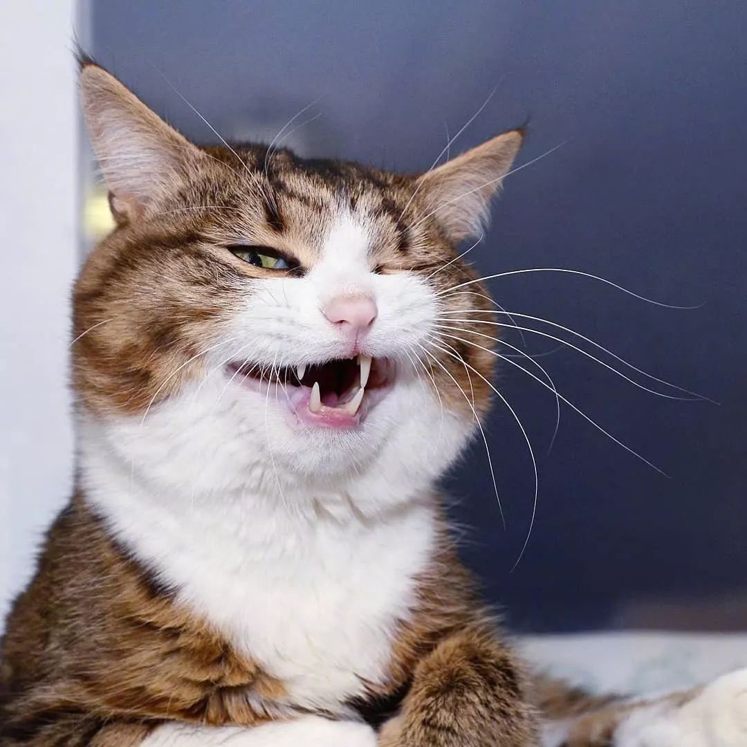 这是我见过表情最丰富的喵星人简直是行走的表情包