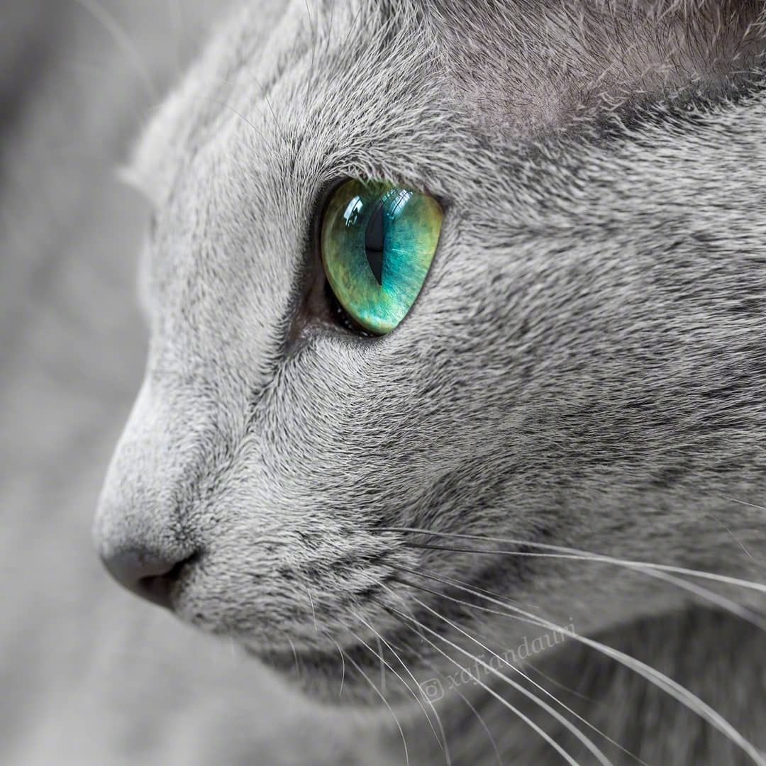 俄罗斯蓝猫两姐妹xafi和auri碧绿的眼睛像莹润透亮的宝石