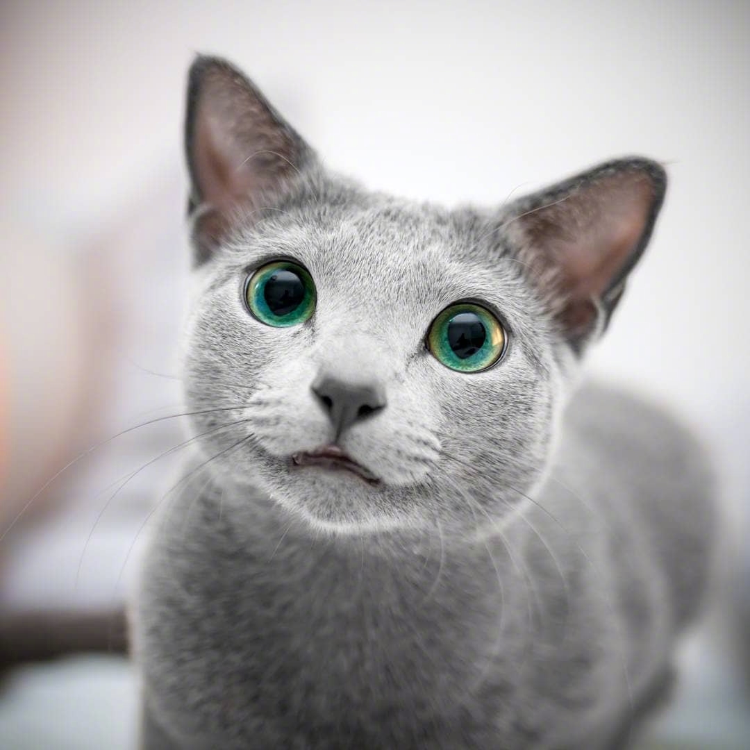 俄罗斯蓝猫两姐妹xafi和auri碧绿的眼睛像莹润透亮的宝石