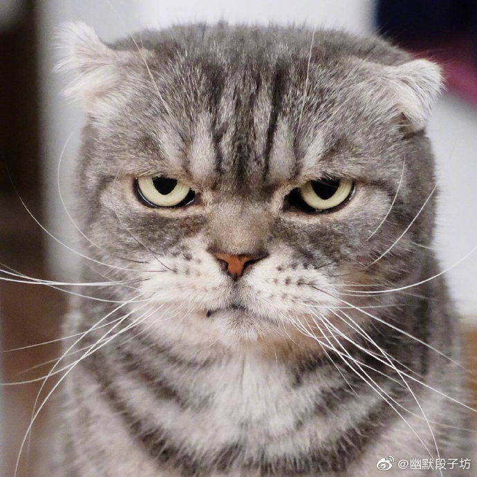 喵狠话不多眼神自带杀气社会社会