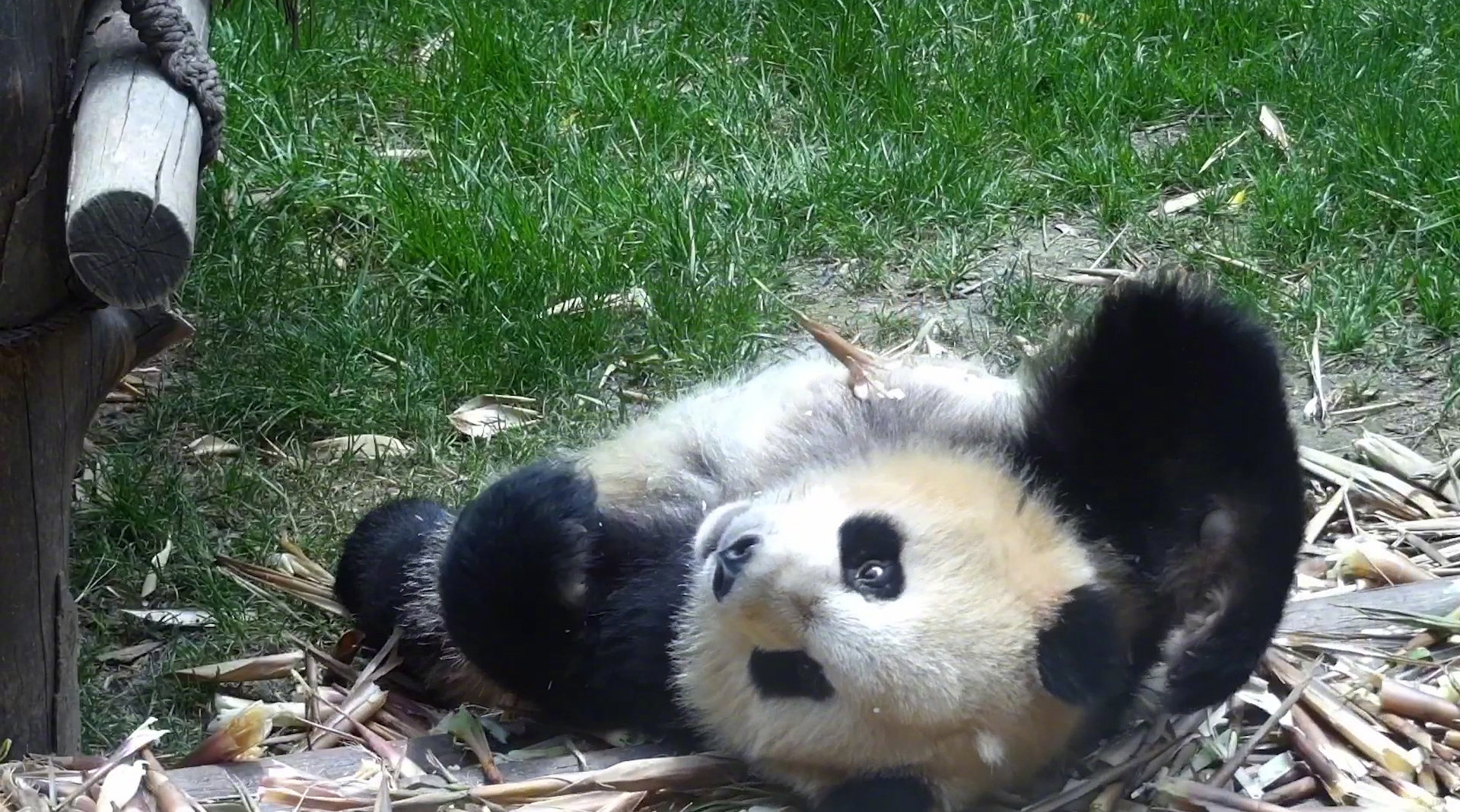 此视频专治颈椎病