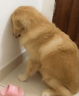 金毛犬做错事,会有这5个表现,主人都不相信是它干的!