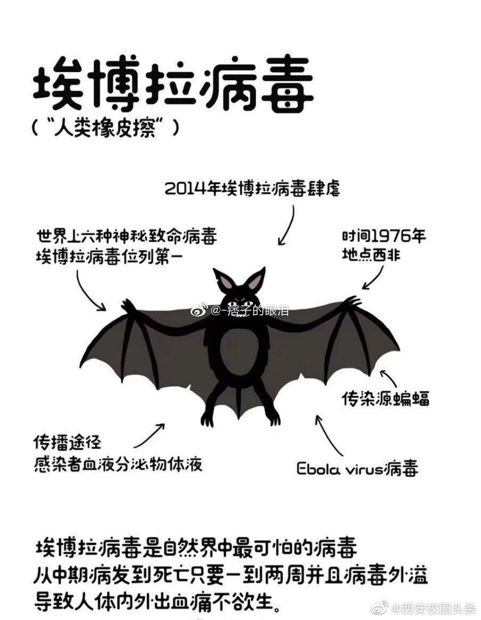肺炎,天花,埃博拉,艾滋,非典病毒为何致命? 保护野生动物,人人有责!
