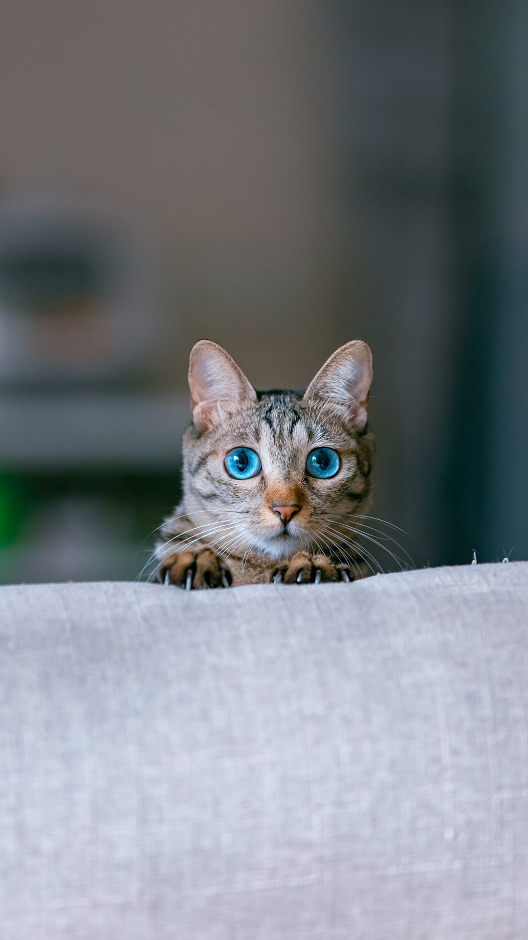 蓝眼狸猫,猫中锦鲤!宝贝拍自 @地小北有猫