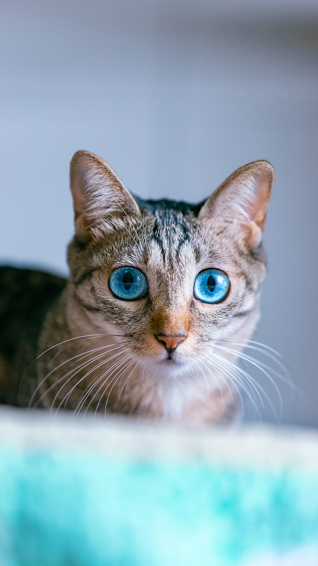 蓝眼狸猫,猫中锦鲤!宝贝拍自 @地小北有猫