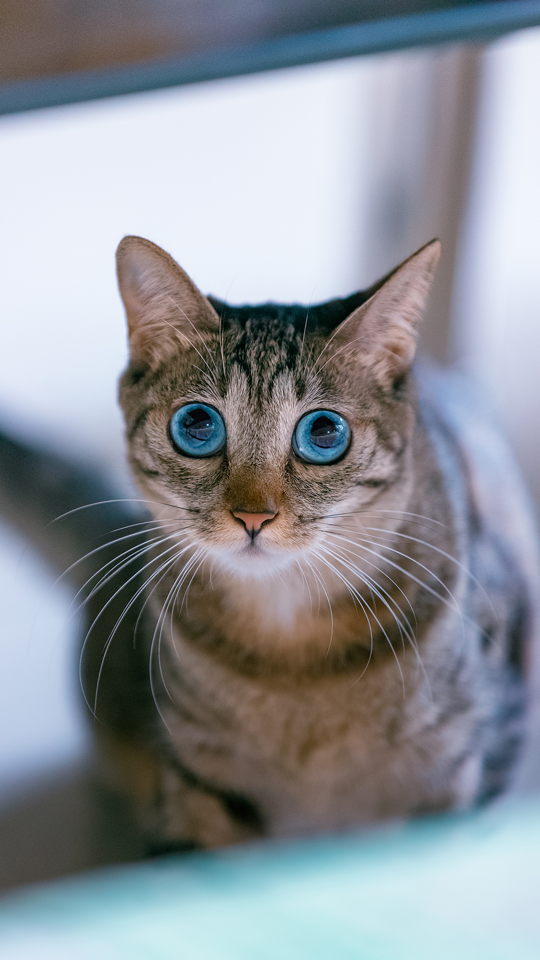 蓝眼狸猫,猫中锦鲤!宝贝拍自 @地小北有猫|蓝眼|猫|狸猫_新浪新闻