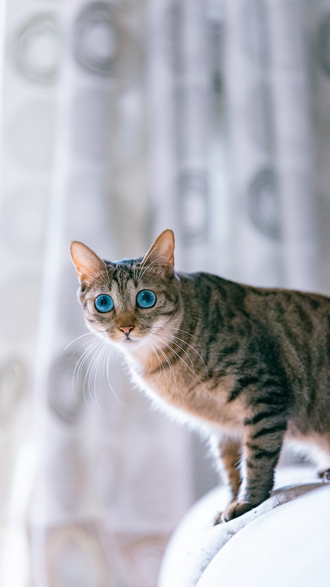 蓝眼狸猫,猫中锦鲤!宝贝拍自 @地小北有猫