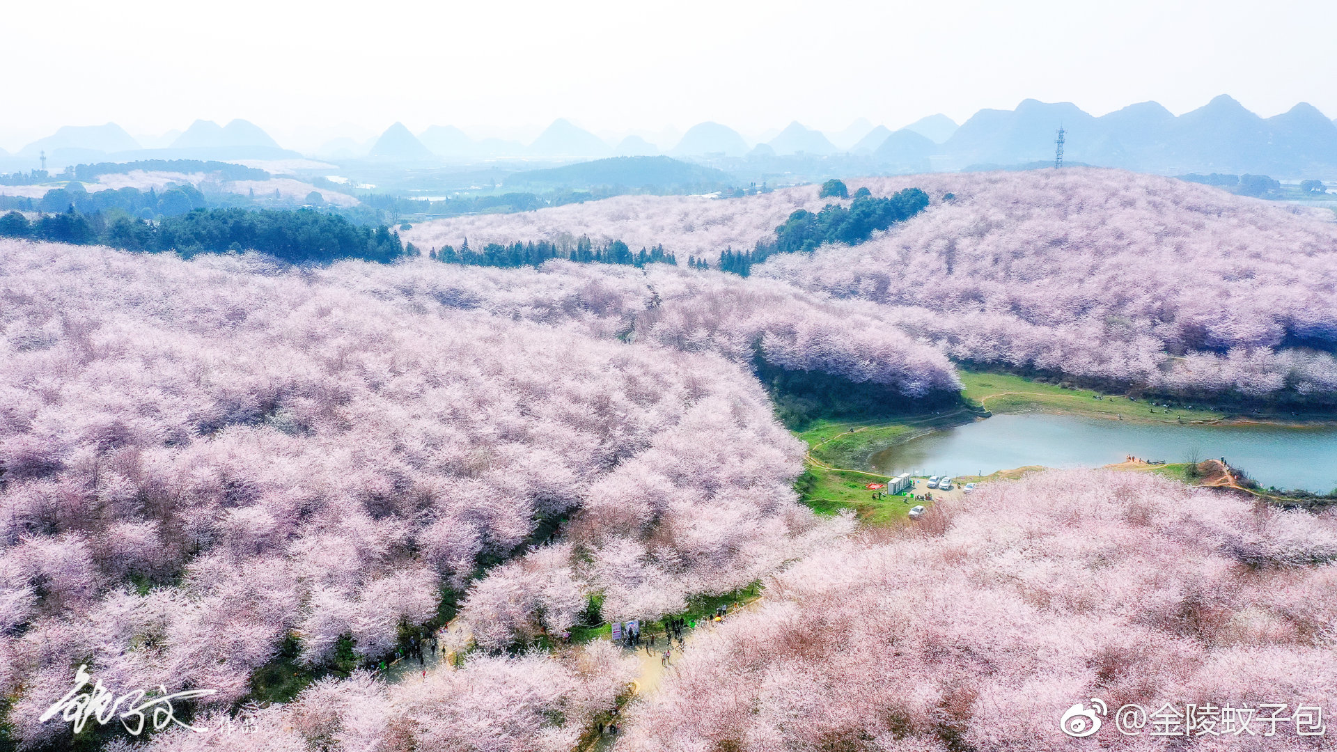 贵州贵安新区平坝农场樱花林.