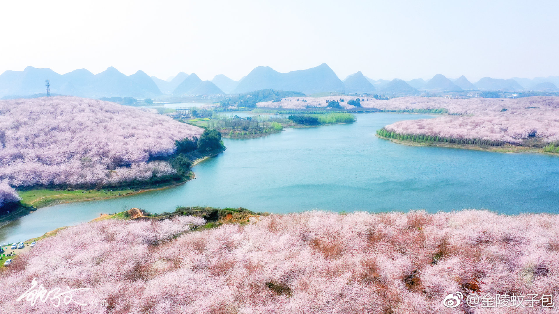 贵州贵安新区平坝农场樱花林.