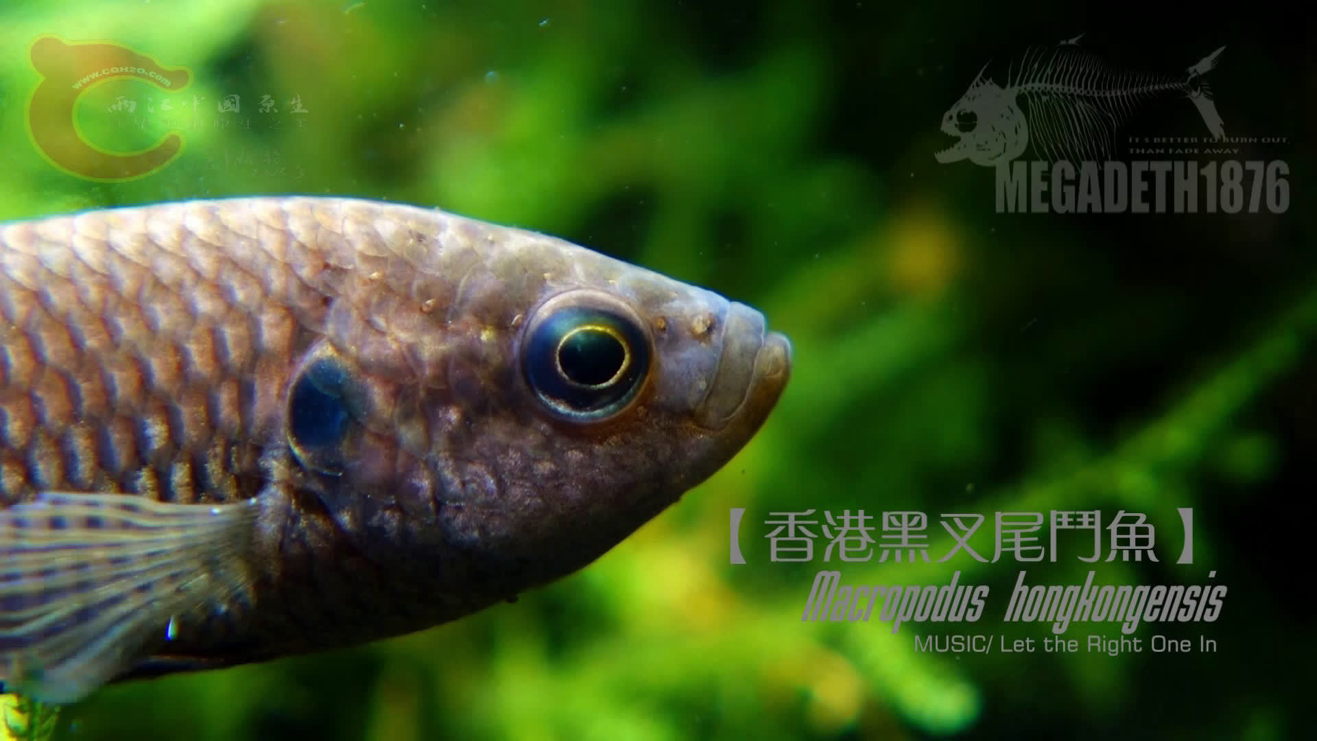 香港黑叉尾斗鱼 macropodus hongkongensis创作:megadeth1876