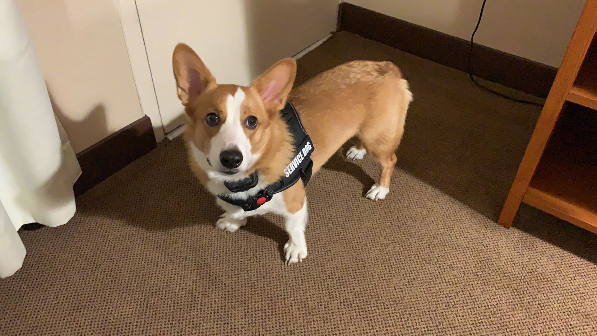 寻狗启示:在北京朝阳区颐堤港附近走失05|朝阳区|晶都|柯基犬_新浪