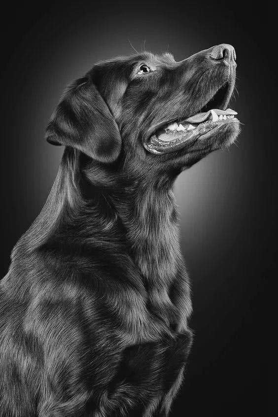 认识的人越多就越喜欢狗人们冷漠无情动物却温暖人心