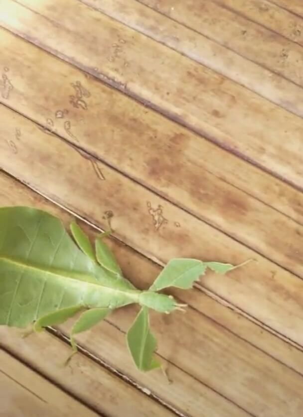 一只绿色的虫子在爬行,薄得像树叶,网友一瞧:稀罕物!