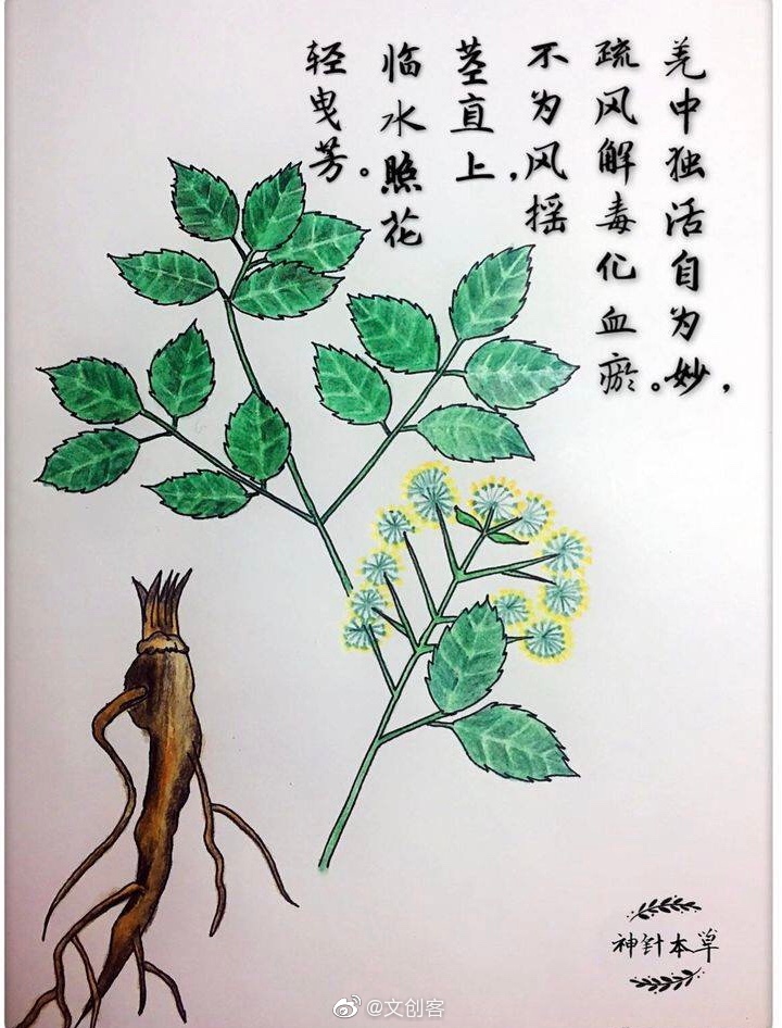 大学老师手绘中草药还配了诗歌