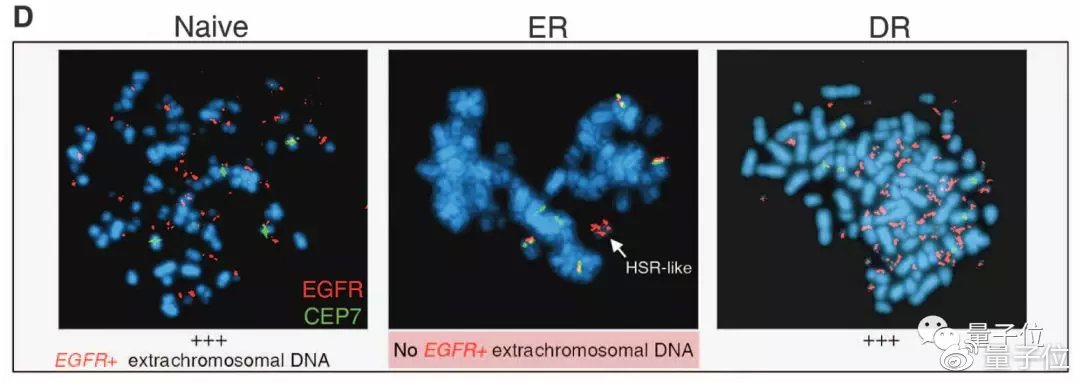Nature：最强癌基因找到了，居然不在染色体上 | 华人领衔最新研究