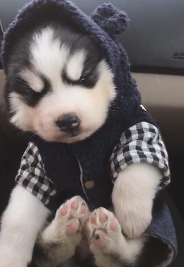 小二哈装睡成精,用力推拿不醒,网友一瞧被傻狗逗得