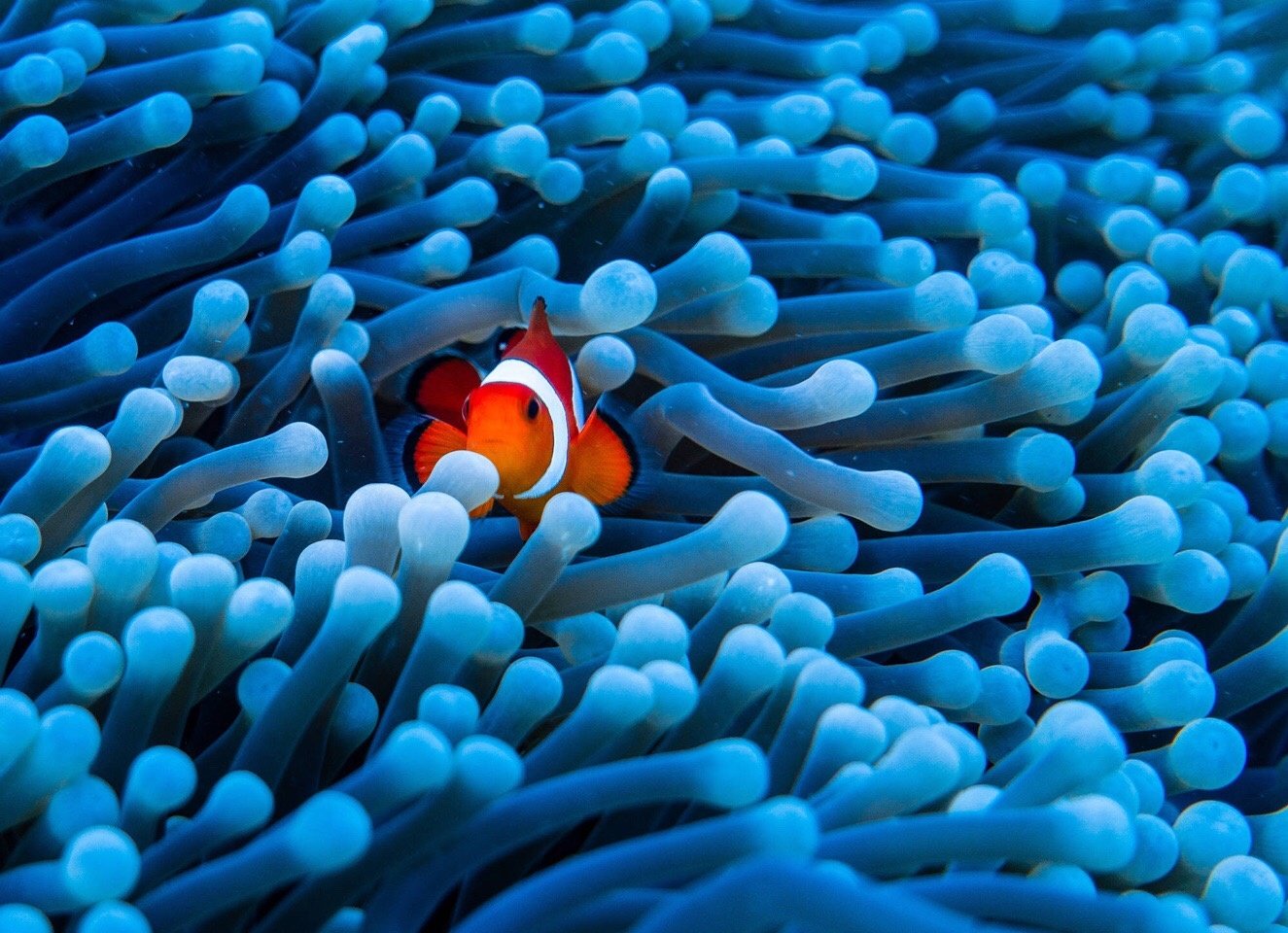 今天是世界野生动植物日主题为保护海洋物种传承海洋文明