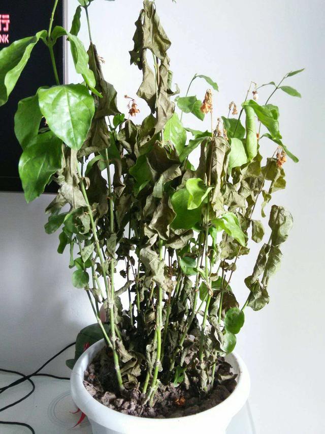 发财树烂根茉莉花枯死白掌叶蔫别着急扔跟我学能救活