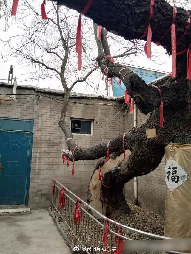 安阳县城隍庙双脸鬼槐