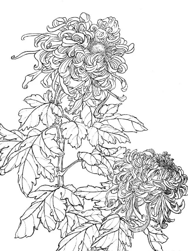 白描菊花画谱