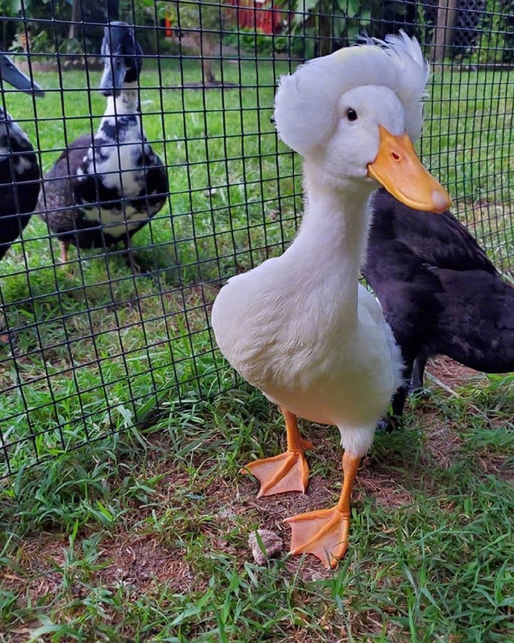 秀发浓密的凤头鸭astrid好可爱鸭08