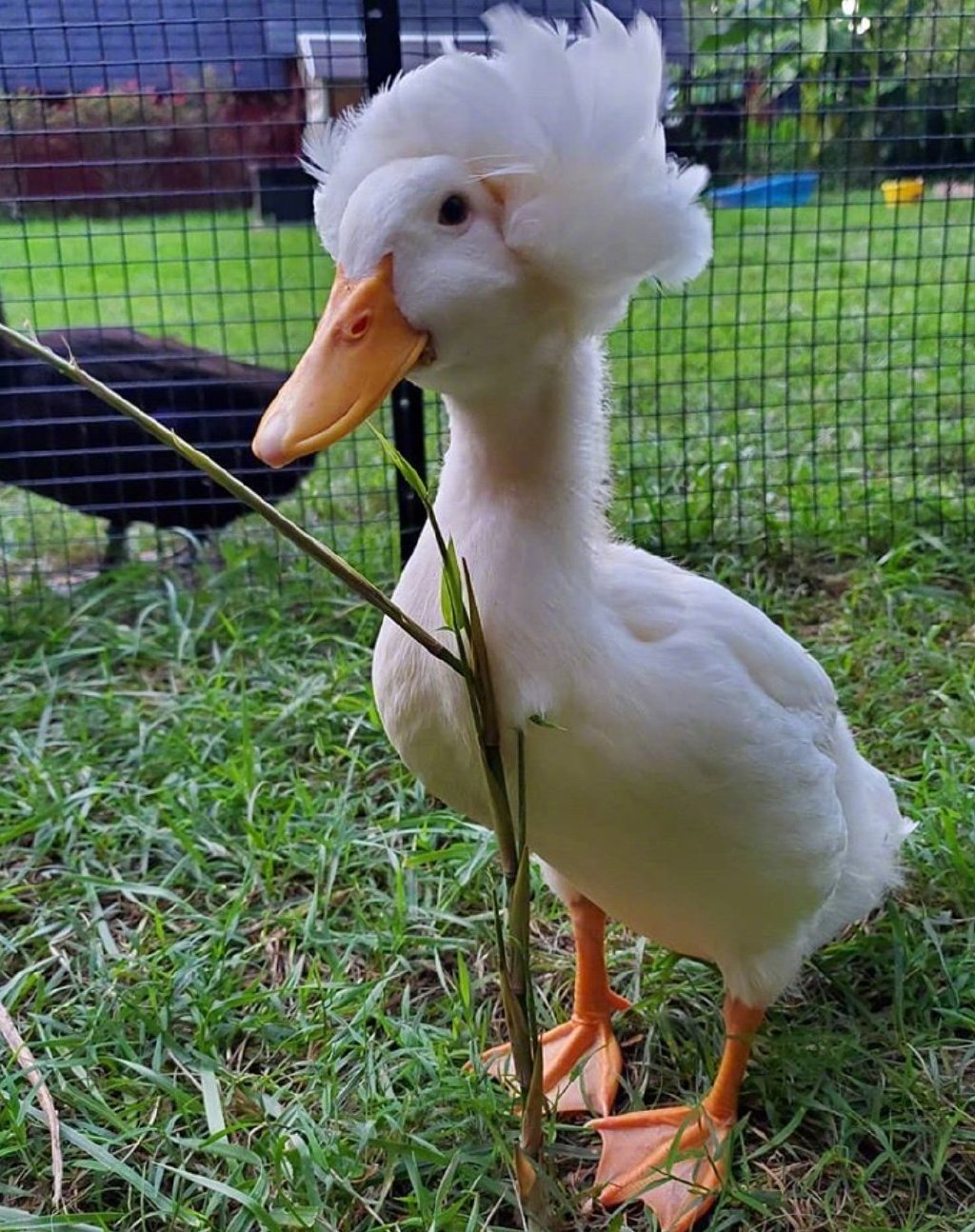 秀发浓密的凤头鸭astrid好可爱鸭08