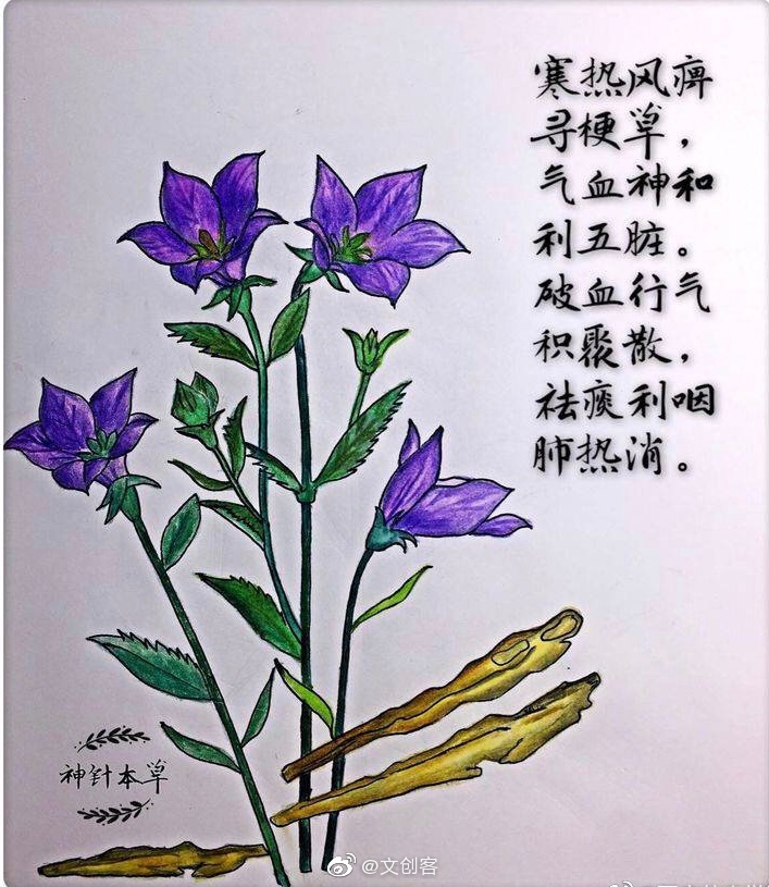 大学老师手绘中草药还配了诗歌