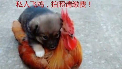 小奶狗:这是本汪的私人“飞鸡”,拍照请缴费,鸡:鸡善被狗骑|公鸡|狗子|私人_新浪新闻