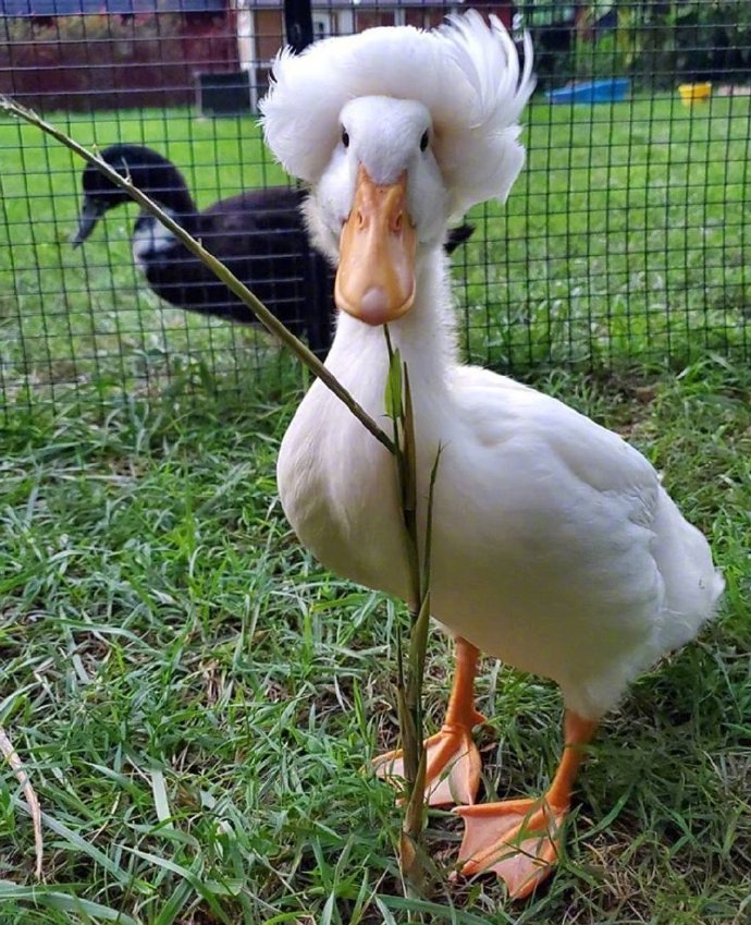 凤头鸭astrid发量都比我浓密