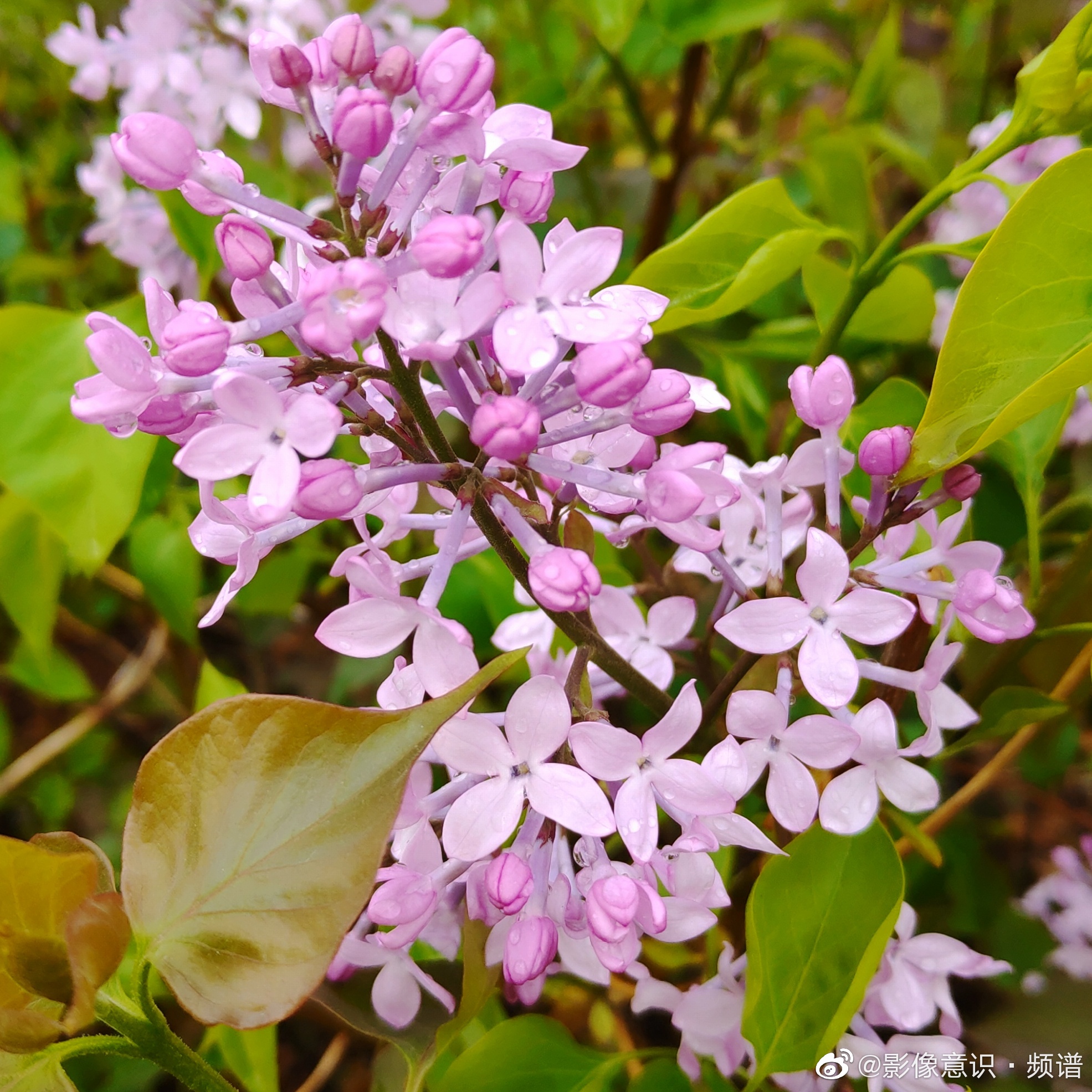 路边随拍紫丁香花中君子