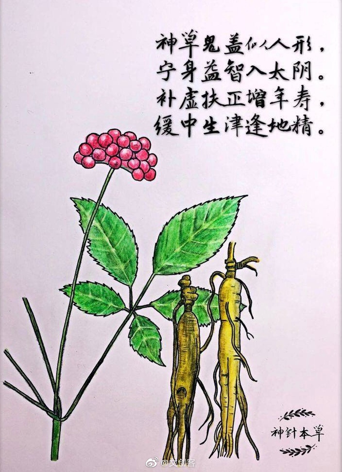 大学老师手绘中草药还配了诗歌