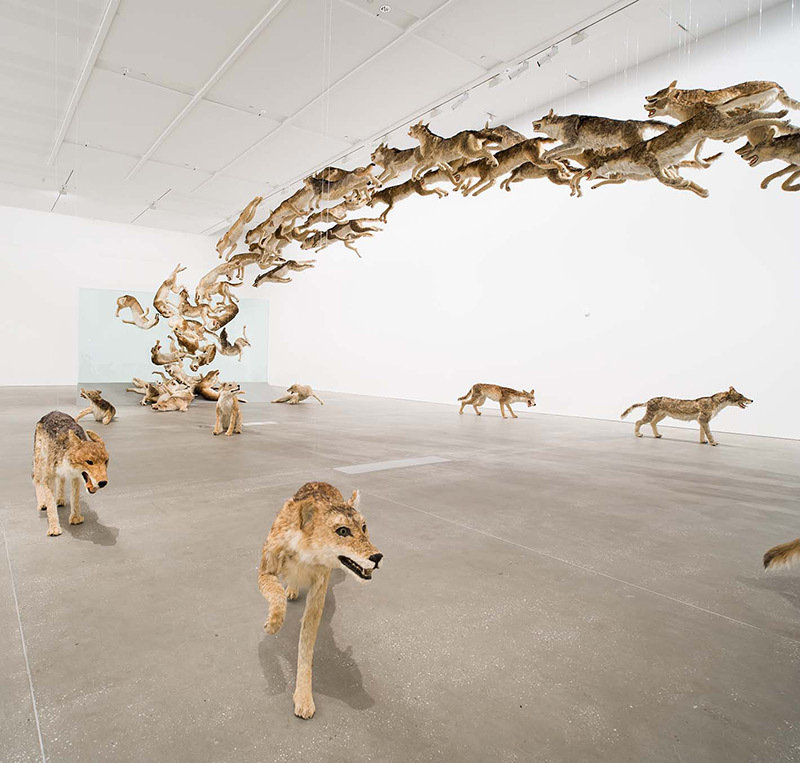 雕塑展.蔡国强"传承"&撞向玻璃墙的狼 @微博艺术