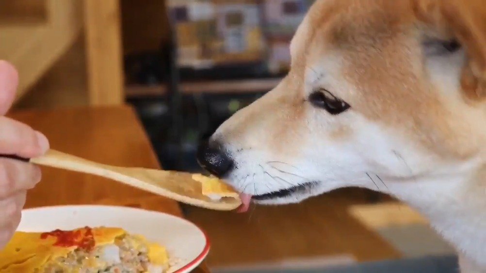 柴犬ぷんちゃん的幸福生活 活的不如一只狗 Twi Punchan6